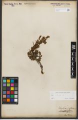 Foto von Salix retusa L.
